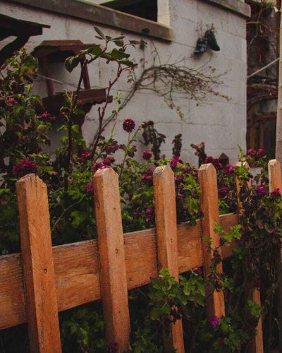 house with overgrown plants reaching through the fence with a practical guide to clearing them