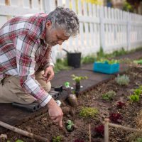 correcting 10 Common Gardening Mistakes gardeners make with a man planting a seedling among plants with proper spacing