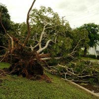 emergency tree clearing after storms with fallen trees blocking road access