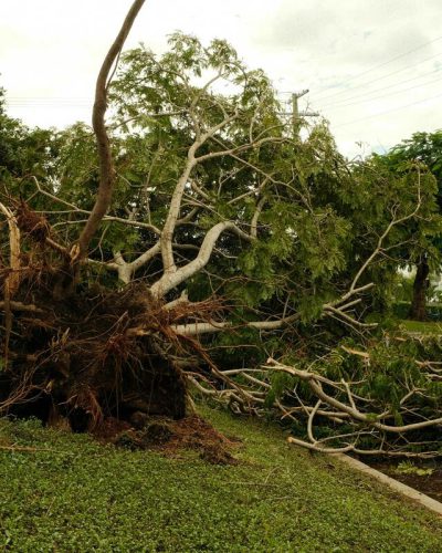emergency tree clearing after storms with fallen trees blocking road access