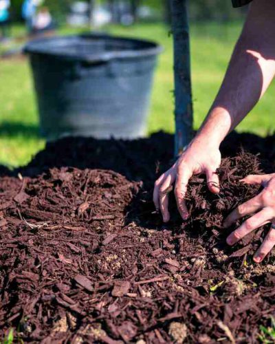 Wood chips used as mulch to protect soil, retain moisture, and improve garden soil health
