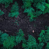 Dry, compacted soil showing poor structure and weak plant growth indicating soil health decline