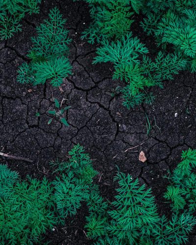 Dry, compacted soil showing poor structure and weak plant growth indicating soil health decline