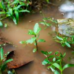 Garden soil with strong water absorption allowing rainwater to soak into the ground instead of running off