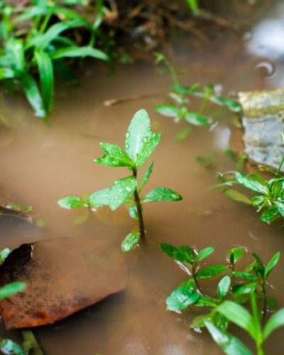 Garden soil with strong water absorption allowing rainwater to soak into the ground instead of running off