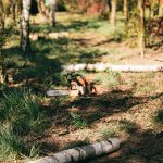 How to prepare your garden before tree removal by clearing access, securing pets, and protecting plants and structures