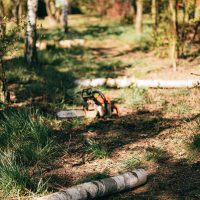How to prepare your garden before tree removal by clearing access, securing pets, and protecting plants and structures