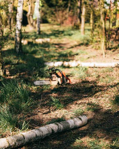 How to prepare your garden before tree removal by clearing access, securing pets, and protecting plants and structures