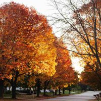 Tree-lined residential street showing how natural landscapes improve neighbourhood appeal and create a welcoming environment