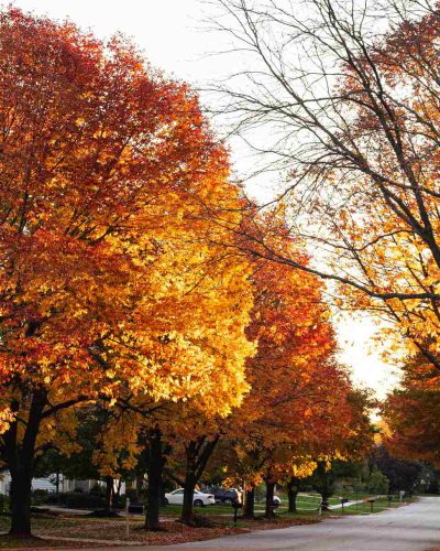 Tree-lined residential street showing how natural landscapes improve neighbourhood appeal and create a welcoming environment