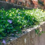 Ground covers growing beneath trees and along garden pathways, replacing traditional lawn with a low-maintenance, green landscape.