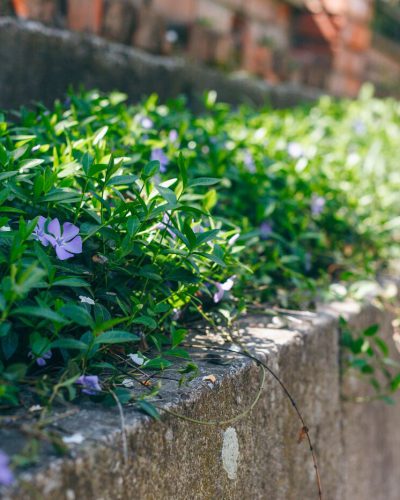 Ground covers growing beneath trees and along garden pathways, replacing traditional lawn with a low-maintenance, green landscape.