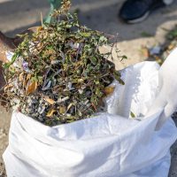 Pile of untreated green waste showing early weed growth and signs of animal disturbance